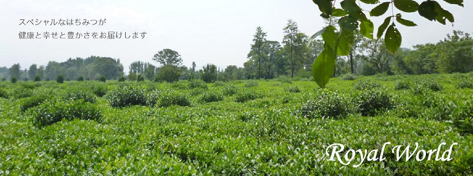 革新的な技術で世の中を動かす企業を目指します