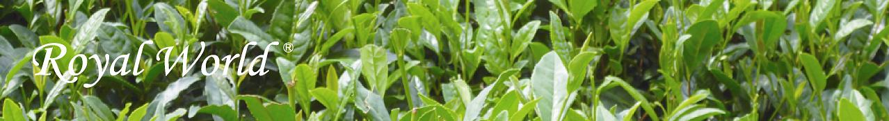 革新的な技術で世の中を動かす企業を目指します